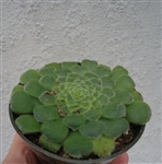 Tabletop Aeonium-Aeonium Tabulaeforme