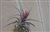 Tillandsia Aeranthos Purple