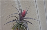 Tillandsia Aeranthos Purple