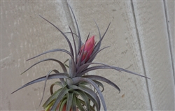 Tillandsia Aeranthos Purple