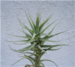 Tillandsia Aeranthos x Bergeri