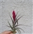 Tillandsia Aeranthos Purple Mini