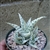 Aloe Blizzard