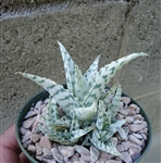 Aloe Blizzard