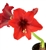 Amaryllis Red Flower