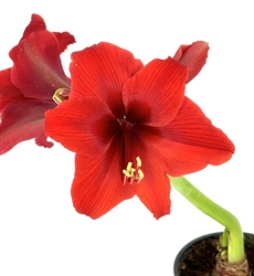 Amaryllis Red Flower