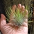 X-Large Tillandsia Andreana Open Form