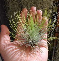 X-Large Tillandsia Andreana Open Form