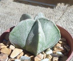 Bishop's Miter Cactus-Astrophytum Myriostigma