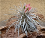 Tillandsia Atroviridipetala