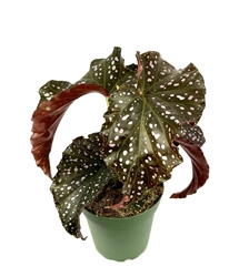 Begonia Cracklin Rosie