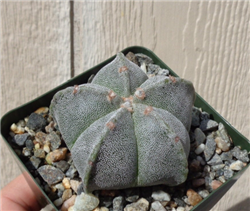 Bishops Cap Cactus-Astrophytum Myriostigma