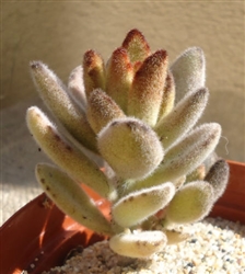 Kalanchoe Tomentosa "Chocolate Soldier"