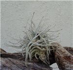 Tillandsia Chusgonensis Clump