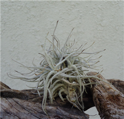 Tillandsia Chusgonensis Clump