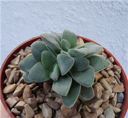 Crassula Morgan's Beauty Hybrid Cluster.  Unusual, stacked succulents that produce bright pink flower clusters in spring/summer.  Growing in a 2" pot. Easy to grow, do well in succulent gardens or in a windowsill. They like fast draining soil, bright lig