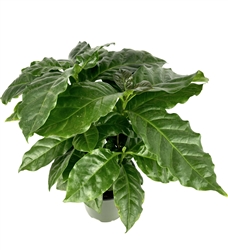 Coffee Plant Coffea Arabica