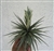 Tillandsia Comarapaensis