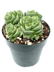 Crassula Susannae Rare Succulents