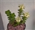 Variegated String of Buttons-Crassula Perforata Variegata