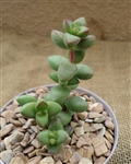 Ivory Pagoda Succulent-Crassula Perforata Hybrid