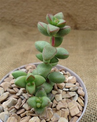 Ivory Pagoda Succulent-Crassula Perforata Hybrid