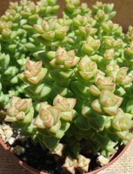 Crassula "Tom Thumb"-Crassula Rupestris x Marnieriana