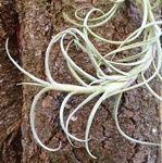 Tillandsia Crocata Giant