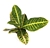 Croton Petra Air Purifying Houseplant, 4â€ Pot