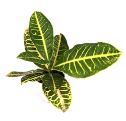 Croton Petra Air Purifying Houseplant, 4â€ Pot