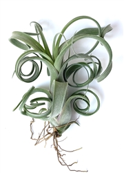 Tillandsia Curly Slim Intermedia x Streptophylla Air Plants