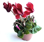 Cyclamen Persicum Persian Violet, 2" Pot