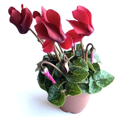 Cyclamen Persicum Persian Violet, 2" Pot