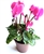 Pink Cyclamen