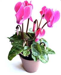 Pink Cyclamen