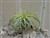 Tillandsia Delicata-RARE