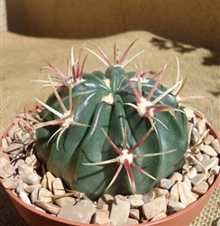 Devil's Tongue Barrel Cactus Ferocactus Latispinus