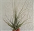 Tillandsia Disticha Major