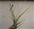 Large Tillandsia Disticha v Petrea