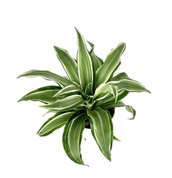 Dracaena Kanzi