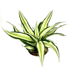 Dracaena Malaika