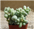 Fairy Tale Succulent-Cotyledon Sinus Alexandrii