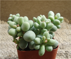 Fairy Tale Succulent-Cotyledon Sinus Alexandrii