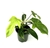 Philodendron Florida Green Beauty