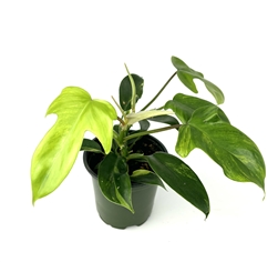 Philodendron Florida Green Beauty