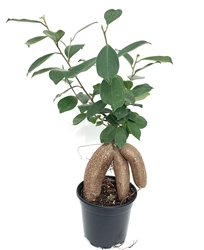 Ginseng Ficus Ficus Microcarpa Bonsai