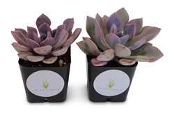 Graptoveria Debbie Succulents in 2" Pots