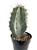 Gray Ghost Cactus Stenocereus Pruinosis