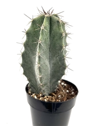 Gray Ghost Cactus Stenocereus Pruinosis