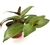 Tradescantia Green Nanouk